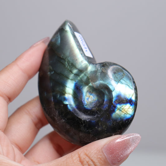 Labradorite Ammonite | 6
