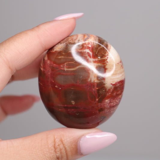 Petrified Wood Palm | 5