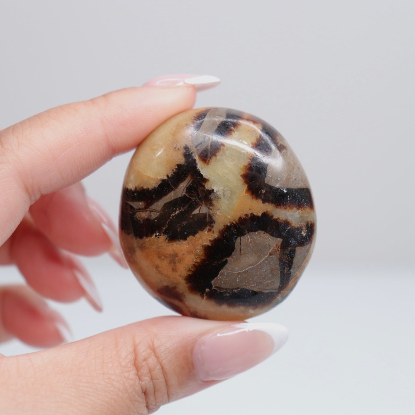 Septarian Palm Stone 78