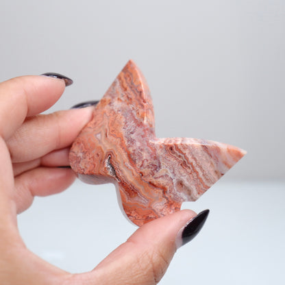 Crazy Lace Agate Butterfly | 20