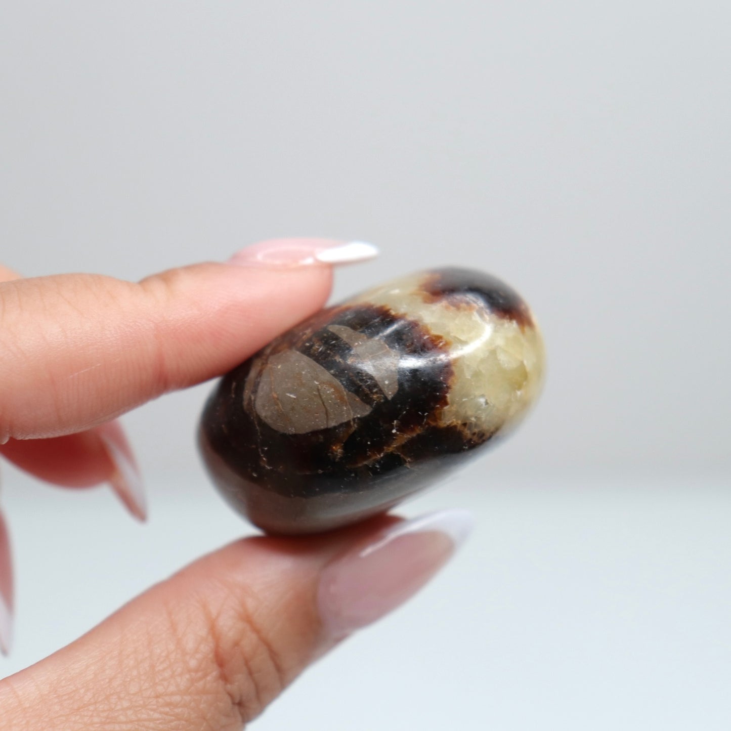 Septarian Palm Stone 74
