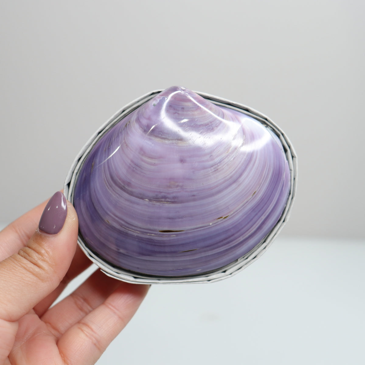 Shell Jewelry Boxes | Choose Your Own – SOLËIL CRYSTALS