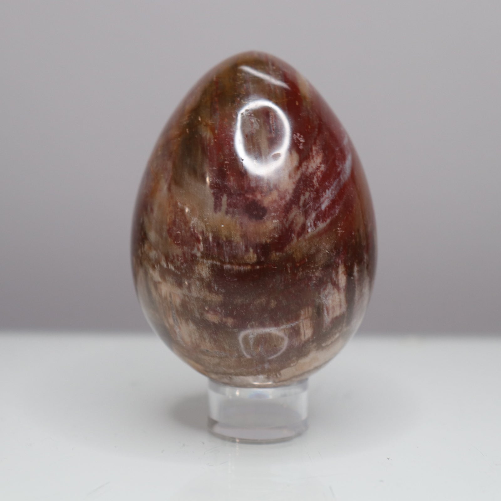 Petrified Wood Egg  - Crescents & Crystals