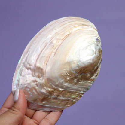 Pearl Shell