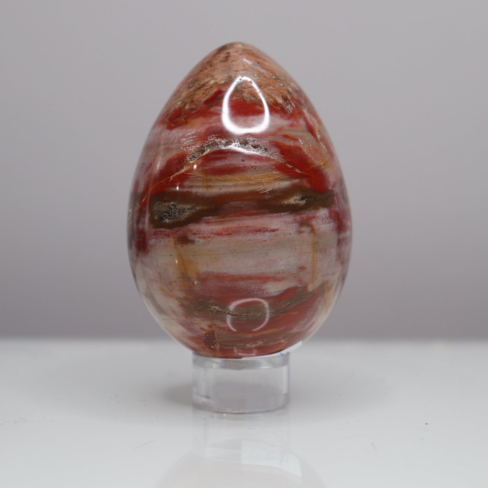 Petrified Wood Egg  - Crescents & Crystals