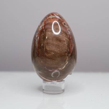 Petrified Wood Egg  - Crescents & Crystals