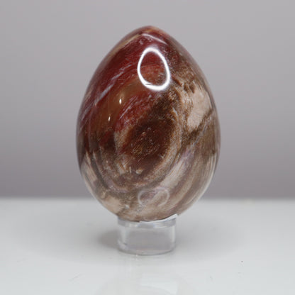 Petrified Wood Egg  - Crescents & Crystals