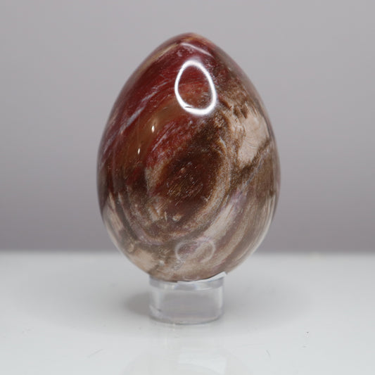 Petrified Wood Egg  - Crescents & Crystals