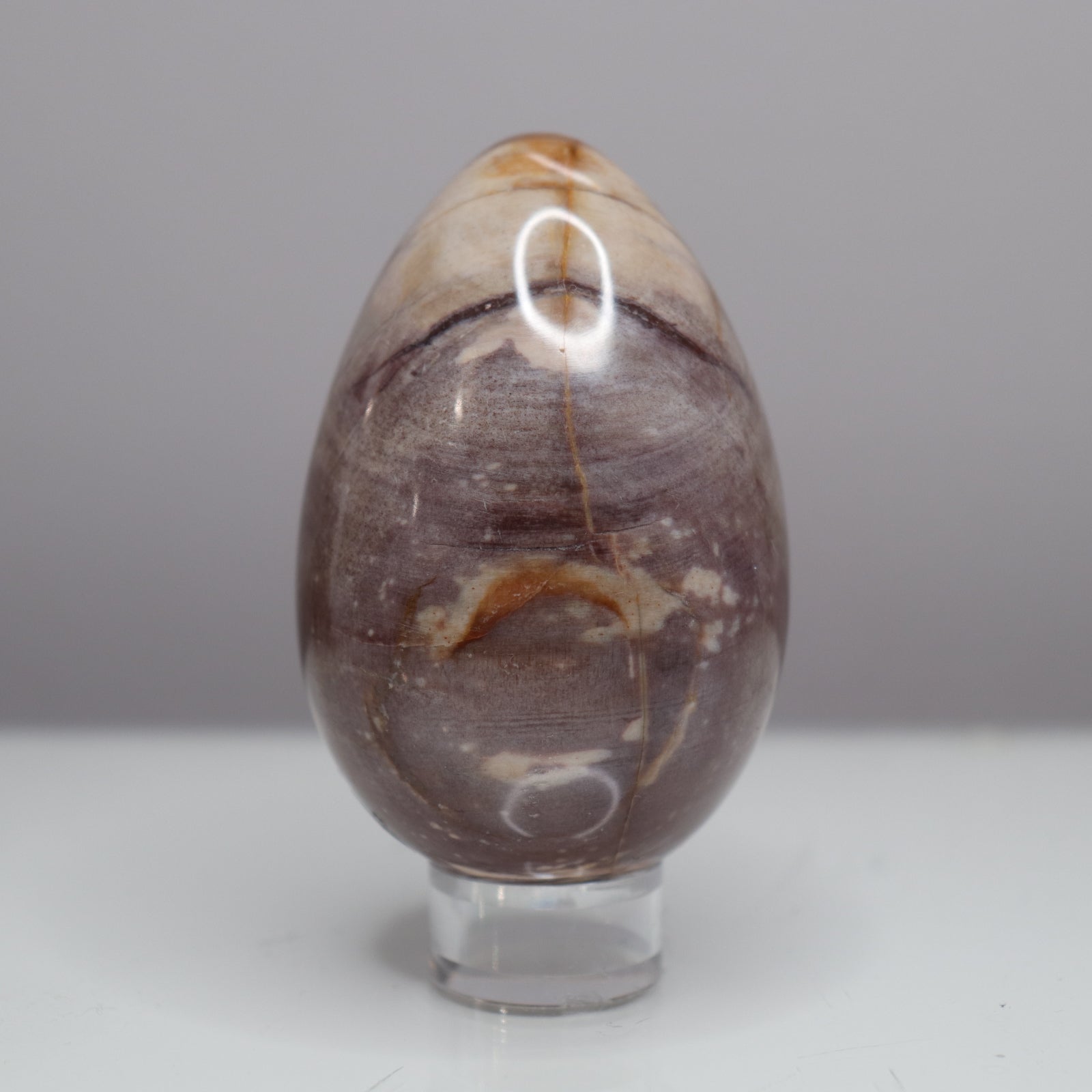 Petrified Wood Egg  - Crescents & Crystals