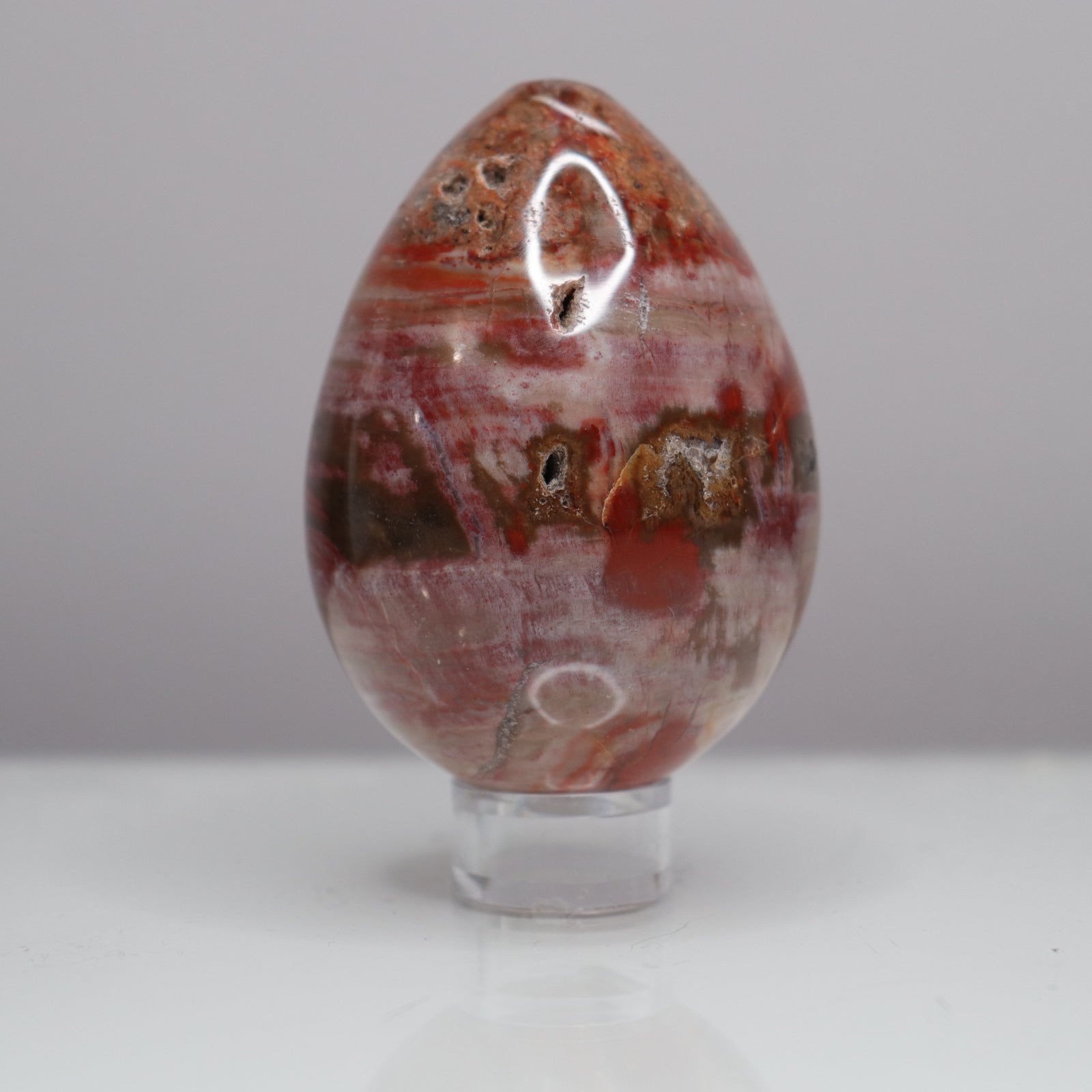 Petrified Wood Egg  - Crescents & Crystals