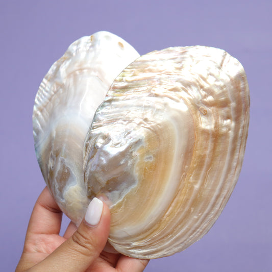 Pearl Shell